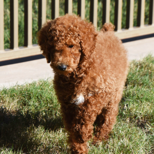 Poodle Puppy Lady