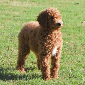 Poodle Puppy Lady
