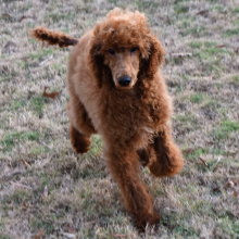 Poodle Puppy Lady