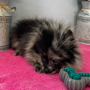 Pomeranian Puppy Blue