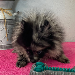 Pomeranian Puppy Blue