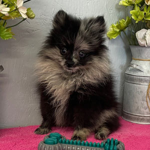 Pomeranian Puppy Blue