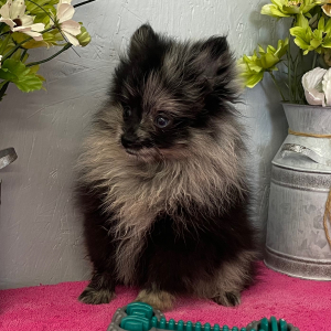 Pomeranian Puppy Blue