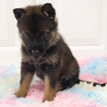 German Shepherd Dog Puppy Ringo