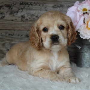 Cocker Spaniel Puppy Daisy