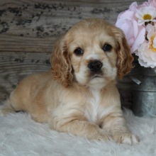 Cocker Spaniel Puppy Daisy