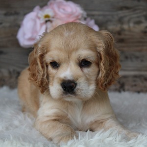 Cocker Spaniel Puppy Daisy