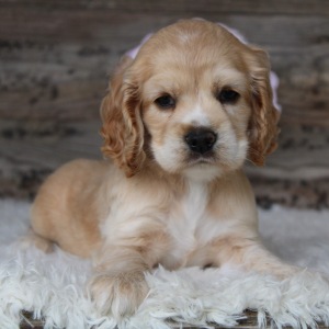 Cocker Spaniel Puppy Daisy