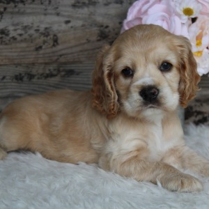 Cocker Spaniel Puppy Daisy