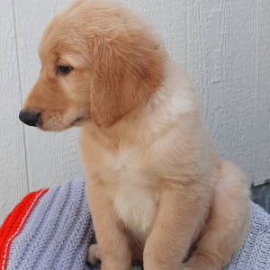 Golden Retriever Puppy Bronson