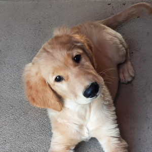 Golden Retriever Puppy Bronson