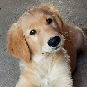 Golden Retriever Puppy Bronson