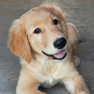Golden Retriever Puppy Bronson