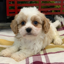 Cavachon Puppy Satchel