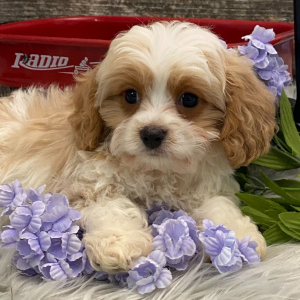 Cavachon Puppy Satchel