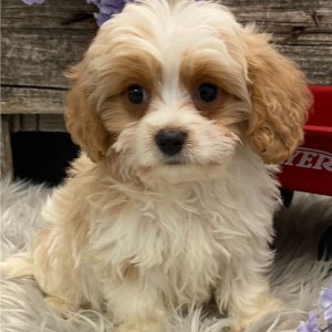 Cavachon Puppy Satchel