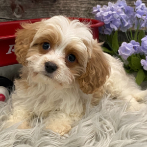 Cavachon Puppy Satchel