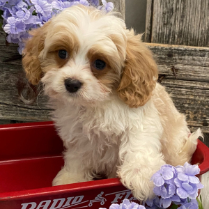 Cavachon Puppy Satchel