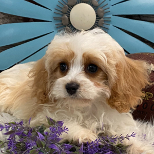 Cavachon Puppy Satchel