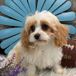 Cavachon Puppy Satchel