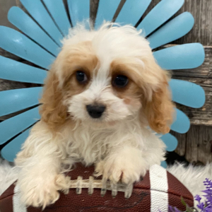 Cavachon Puppy Satchel