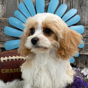 Cavachon Puppy Satchel