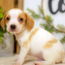 Beagle Puppy Rowan