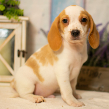 Beagle Puppy Rowan