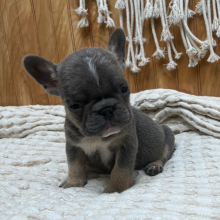 French Bulldog Puppy Simbo