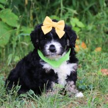 Bernedoodle Puppy Clarity