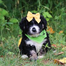 Bernedoodle Puppy Clarity
