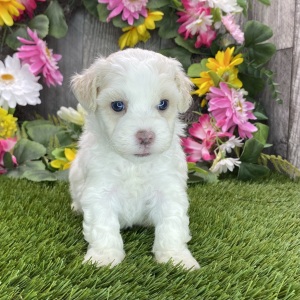 Havapoo Puppy Hart