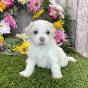 Havapoo Puppy Hart