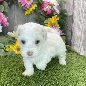 Havapoo Puppy Hart