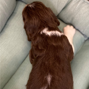 English Springer Spaniel Puppy Reza