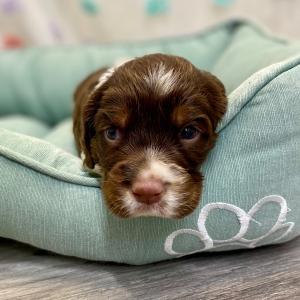 English Springer Spaniel Puppy Reza