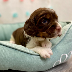English Springer Spaniel Puppy Reza