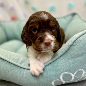 English Springer Spaniel Puppy Reza