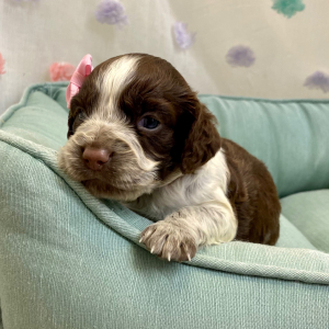 English Springer Spaniel Puppy Ronique