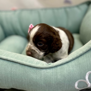 English Springer Spaniel Puppy Ronique
