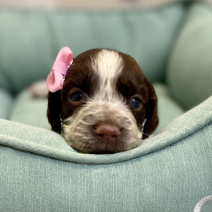 English Springer Spaniel Puppy Ronique