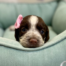 English Springer Spaniel Puppy Ronique
