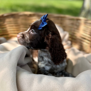 English Springer Spaniel Puppy Ronique