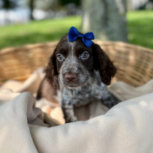 English Springer Spaniel Puppy Ronique