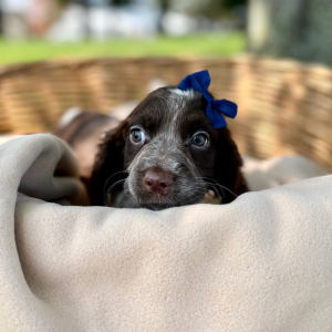 English Springer Spaniel Puppy Ronique