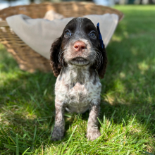 English Springer Spaniel Puppy Ronique