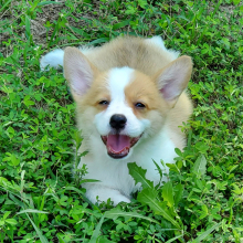 Pembroke Welsh Corgi Puppy Ivory