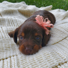Dachshund Puppy Bella O' Patty