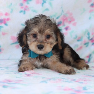 Yorkiepoo Puppy Cabo