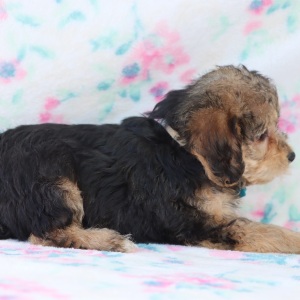 Yorkiepoo Puppy Cabo